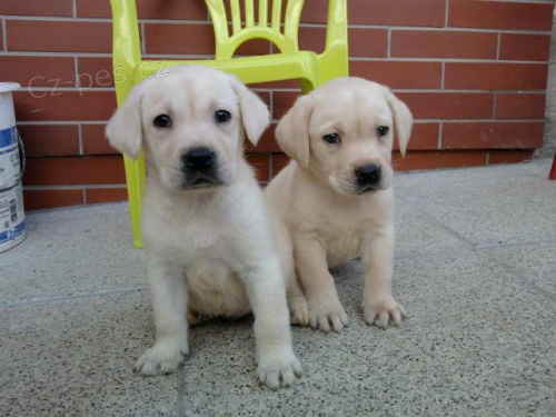 LABRADOR, labradorský retrívr LABRADOR, labradorský retrívr