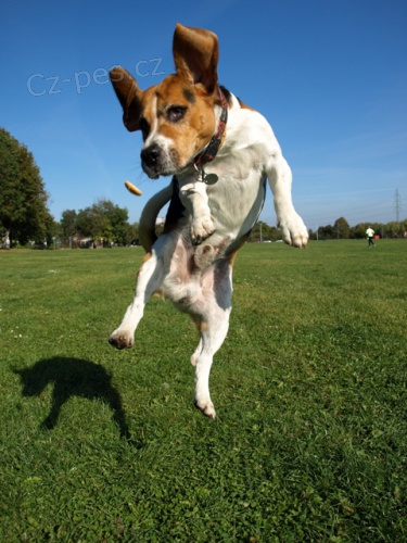 Nab�tka kryt� - Baks (hled�me fenku)