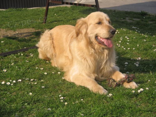 NAB�Z�M PSA KE KRYT�