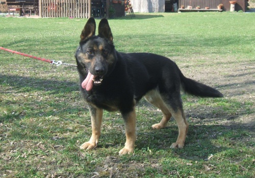 n�meck� ov��k