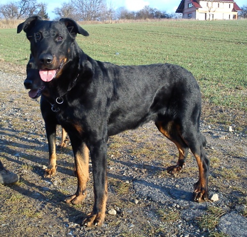 Beauceron - Francouzský ovčák