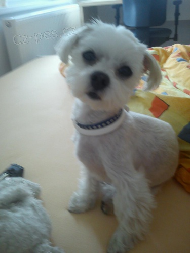 Muf�k hled� nev�stu