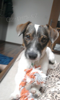 kryt� jacka russela terier