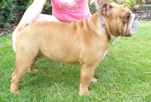 Mlad� pes ke kryt�