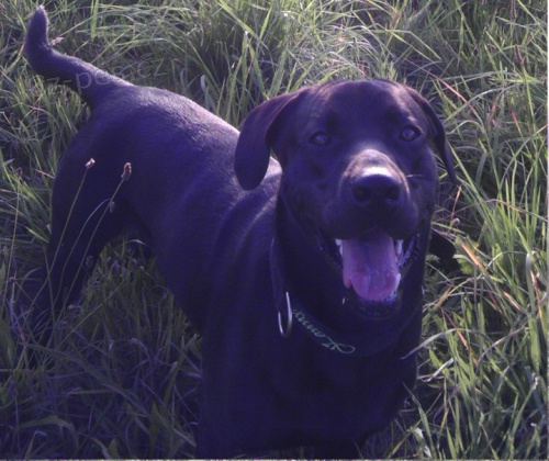 Daruji psa rok a 3 m�s�ce stary