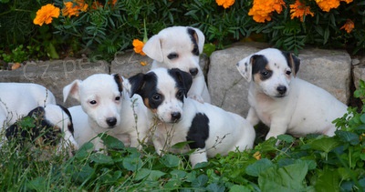 kr�sn� �t�n�tka jack russell terier