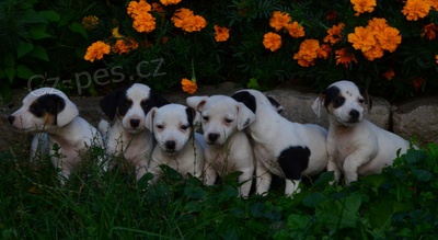 kr�sn� �t�n�tka jack russell terier