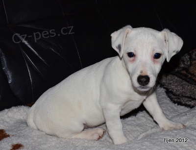 �t�n�tko jack russell terier