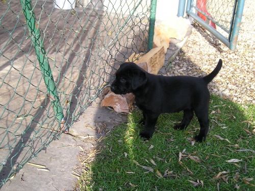 Labradorsk� retriever 