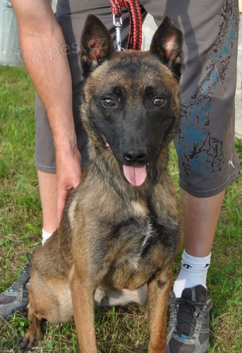 Belgický ovčák Malinois 16.měsíců s PP