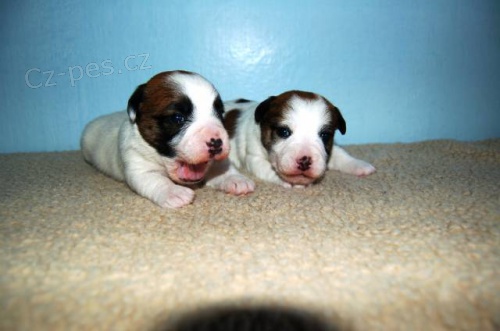 Jack Russell terrier