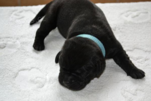 Labradorsk� retr�vr - �t���tka s PP