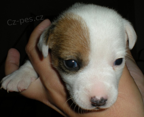 Jack Russell Teri�r