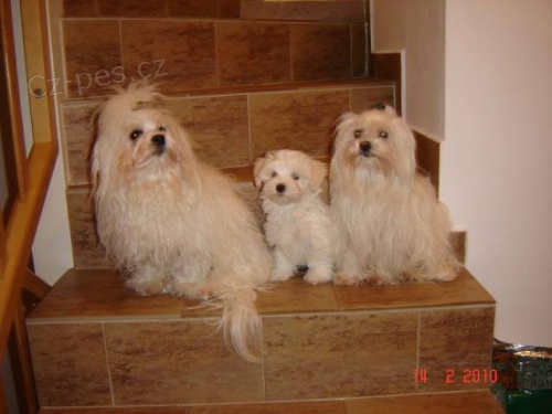 Nab�dka kryt� malt�zsk�m psem s PP