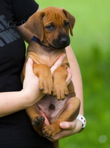 RHODÉSKÝ RIDGEBACK - vymazlené štěňátko s PP