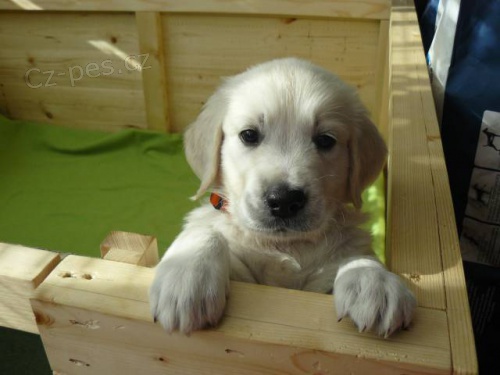 Zlat� retriever-�t���tka s PP