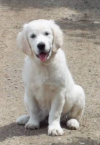 Zlat� retr�vr (Golden retriever) s PP - fenka