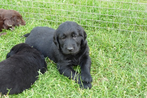 Štěňata Flat coated retriever