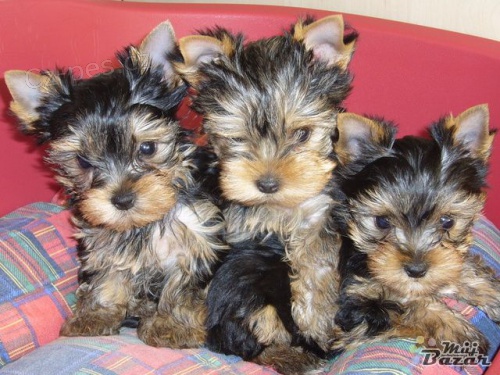 Jork��rsk� terier s Pp