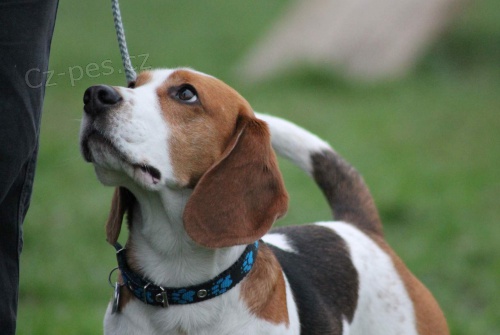 Nab�z�m ke kryt� b�gla bez PP