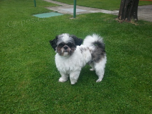 Nab�z�me Shitzu ke kryt�