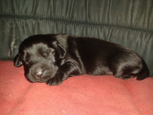 Štěňátka Flat coated retriever