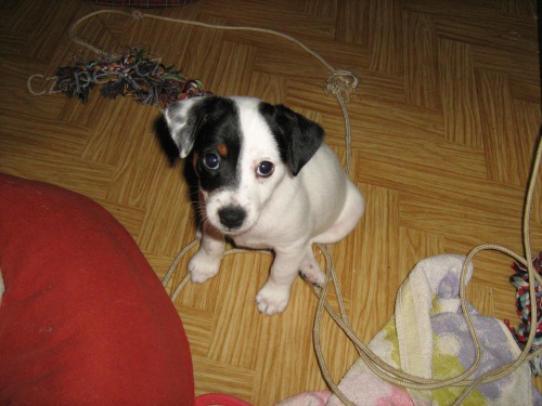 Jack Russell Teri�r