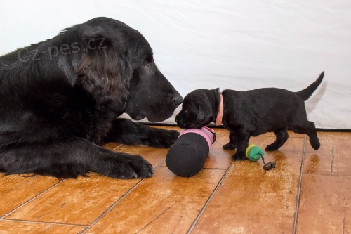 Štěňata flat coated retrievera