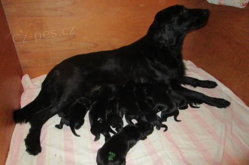 Flat coated retriever - štěňátka s PP