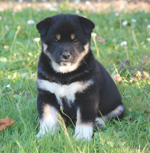 Koupím štěně Shiba-inu