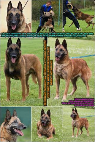 Belgický ovčák malinois s PP - přijímáme záznamy