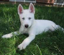 Sibiřský husky štěňata k dispozici
