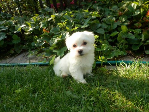 Malt�z��ek - �istokrevn� �t��ata