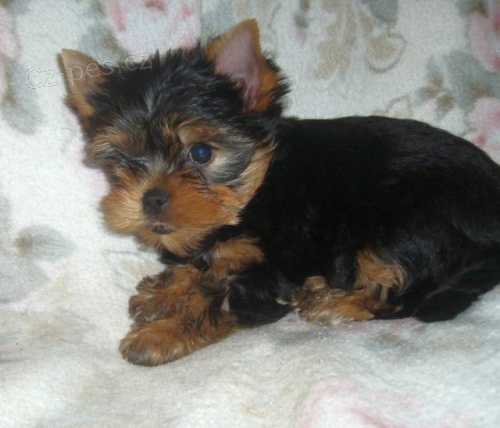 Jork��rsk� terier s PP