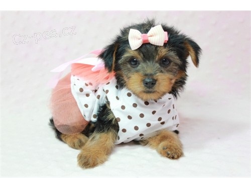 Samci a samice Yorkie Štěňata