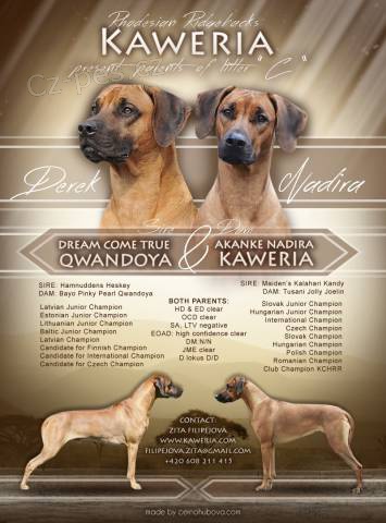 Rhodesian Ridgeback - šteniatka s PP na predaj