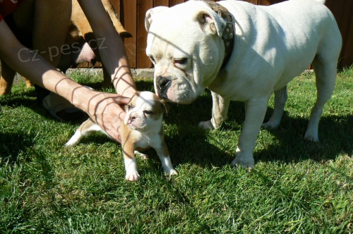  Staroanglick� buldok, Old English Bulldog