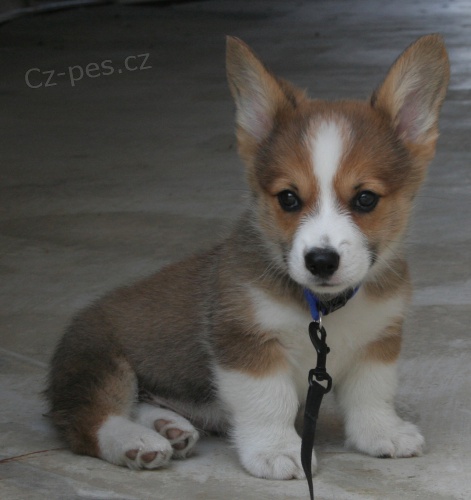 Corgi štěňata, velmi zdravé.