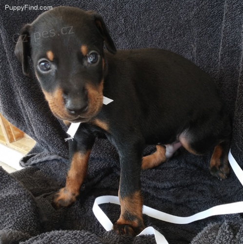 kvalitn doberman tata