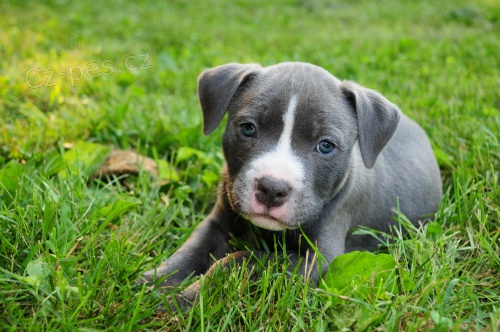Americk pitbulterir na prodej bez PP