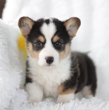 Štěňata Pembroke Welsh Corgi