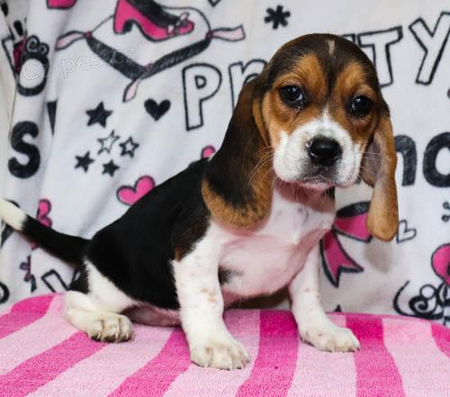 Beagle �t��ata