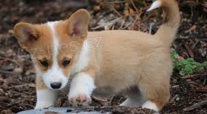 Láskavé velšské corgi Pembroke štěňata pro přijetí