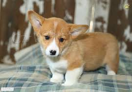 Testované DNA čisté plemeno welsh corgi pembroke štěňata