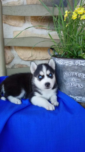 Sibiřský husky čistokrevné štěňata