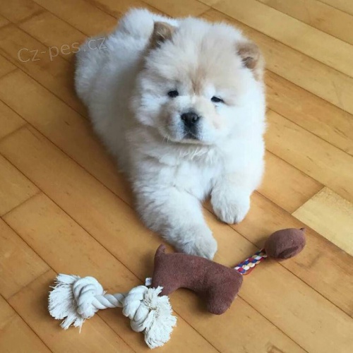 Štěňata Chow Chow