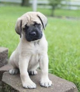 Anglické mastiff štěňata