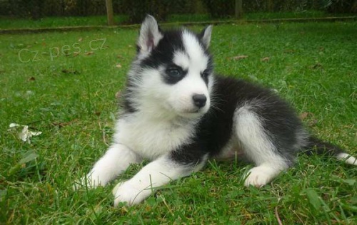 Sibiřské husky štěňata