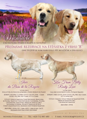 Prod�m �t���tka Golden Retrievera