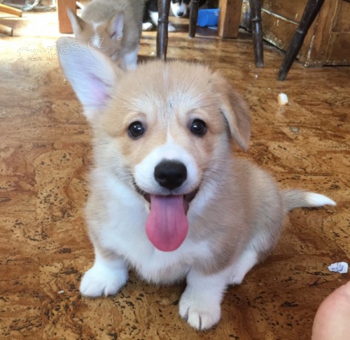 štěňátka Welsh Corgi Pembroke